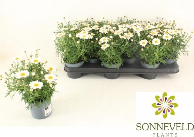 <h4>arr8 Arg La Rita White</h4>