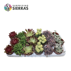 Sierra's® - Barcelona Succulent Mix (Collection)