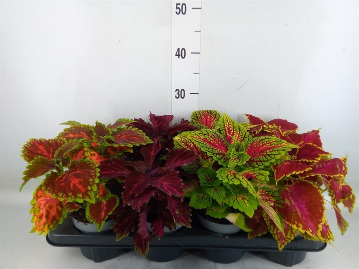 <h4>Plectranthus col.   ...mix</h4>