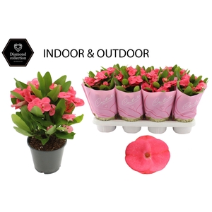 Euphorbia Milii 14 cm Alexandra in Couture Diamond Line Pink sleeve