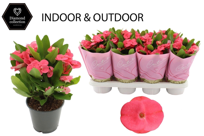 <h4>Euphorbia Milii 14 cm Alexandra in Couture Diamond Line Pink sleeve</h4>