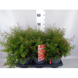 Punica granatum