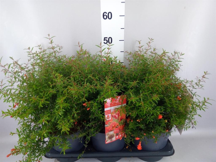 <h4>Punica granatum</h4>