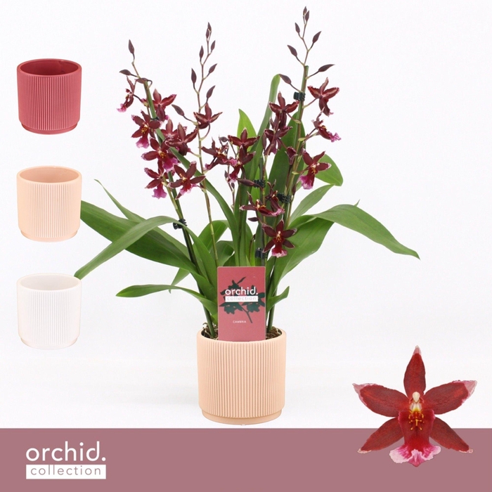 <h4>Barrocco Red, 3/4-spike in Horizon Ribble 'Orchid Collection'</h4>