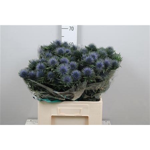 ERYNGIUM  'MAGNETAR QUESTAR'