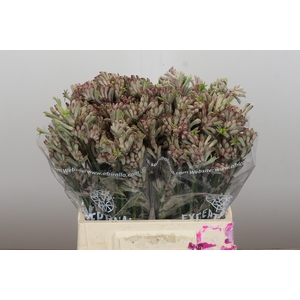 Anigozanthos Bush Diamond