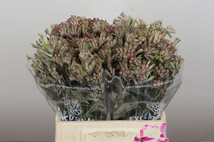 Anigozanthos Bush Diamond