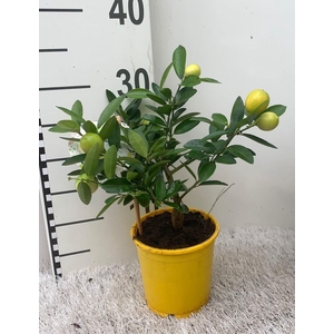Citrus eustis Limonella mini-stem (s2)