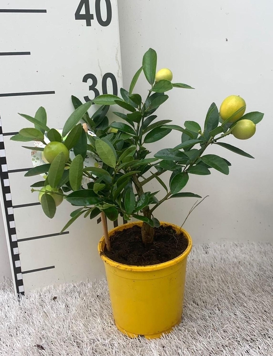 <h4>Citrus eustis Limonella mini-stem (s2)</h4>