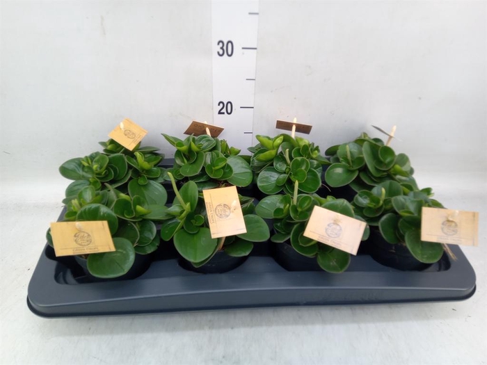 <h4>Peperomia obt. 'Obtipan'</h4>