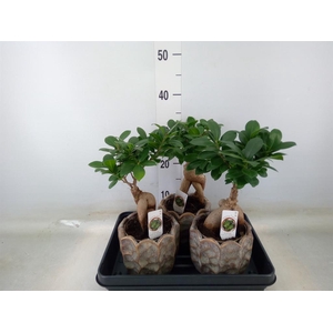 Ficus microcarpa 'Ginseng'