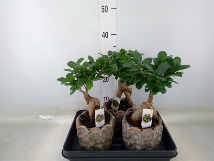 <h4>Ficus microcarpa 'Ginseng'</h4>