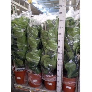 Ficus lyrata