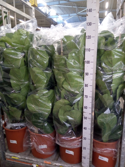 <h4>Ficus lyrata</h4>