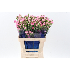 Di Tr Pink Pigeon select hi