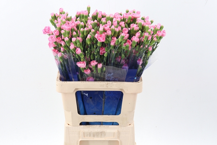 <h4>Di Tr Pink Pigeon select hi</h4>