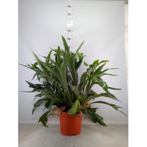 Platycerium bifurc.