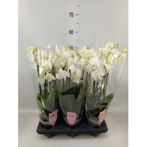 Phalaenopsis  'Ant Inverness'