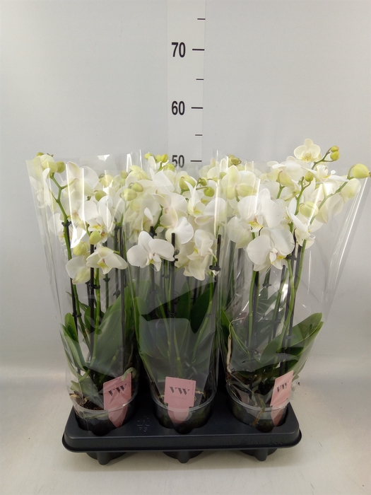 <h4>Phalaenopsis  'Ant Inverness'</h4>