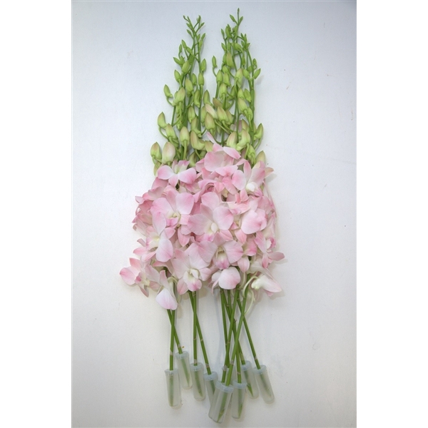 <h4>DENDROBIUM ZALM/PEACH</h4>