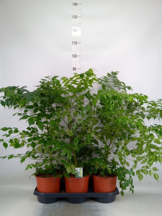 <h4>Radermachera sinica</h4>