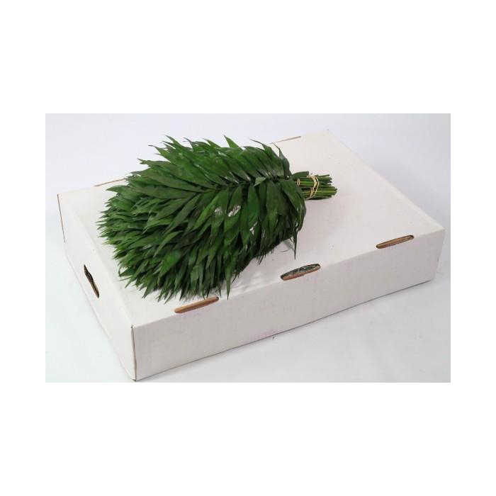 <h4>CHICO JUMBO WHITE BOX (AIR)</h4>