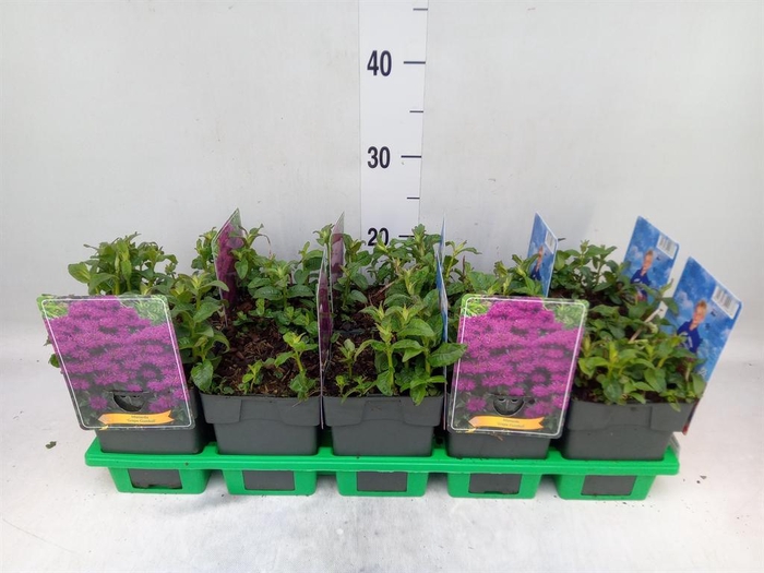 <h4>Monarda didyma</h4>