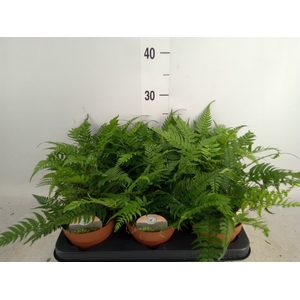 Polystichum tsus-simense