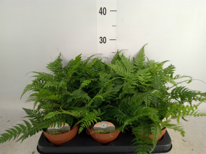 <h4>Polystichum tsus-simense</h4>