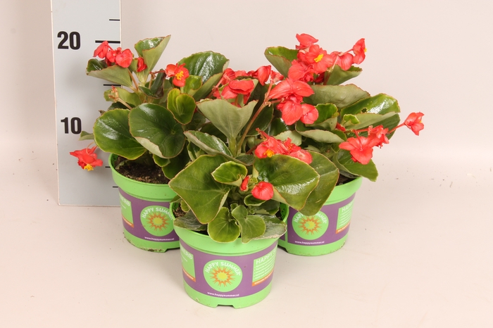 Begonia semp. Dubbel Red