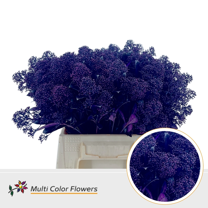 <h4>Skimmia Aubergine</h4>