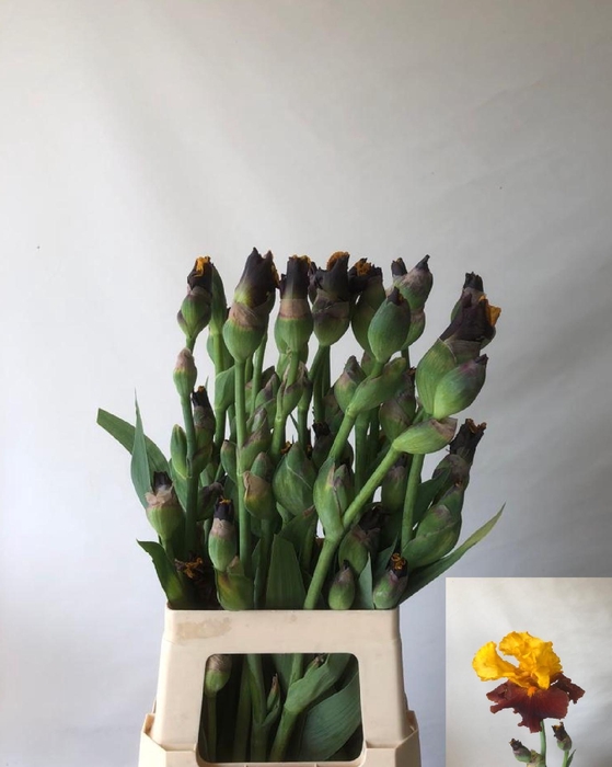 <h4>IRIS BUITEN OV</h4>
