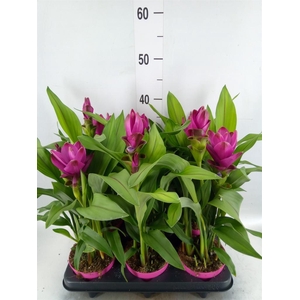 Curcuma alism. 'Siam Sublime'