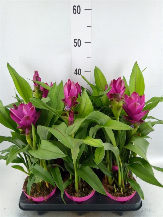 <h4>Curcuma alism. 'Siam Sublime'</h4>