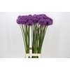 Allium Gladiator