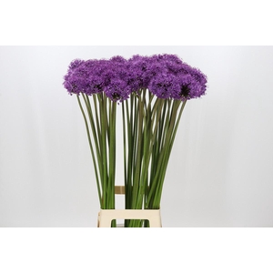 Allium Gladiator