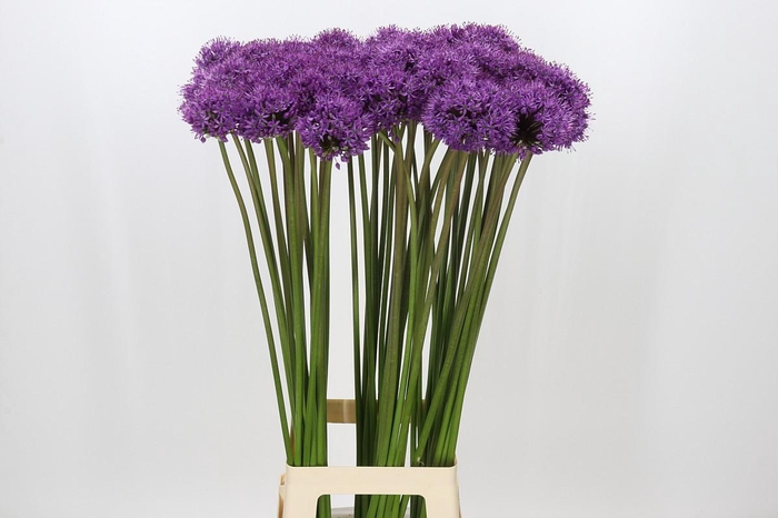 <h4>Allium Gladiator</h4>
