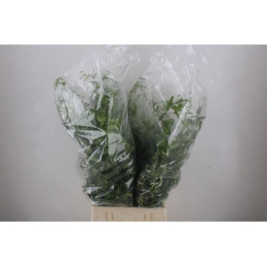 Jasmijn Ranken P Bunch