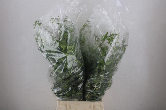 <h4>Jasmijn Ranken P Bunch</h4>