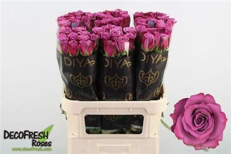 <h4>R Gr Violet Hill</h4>