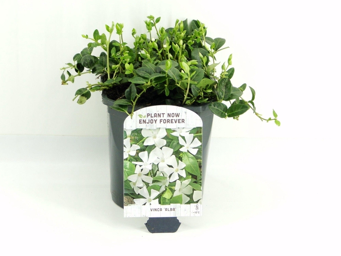 <h4>Vinca minor Alba</h4>
