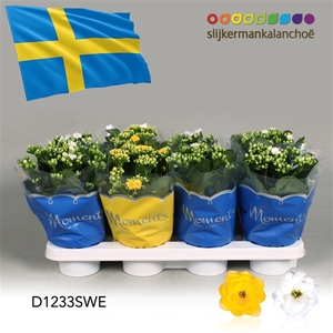 Kalanchoe Moments - Sweden flag