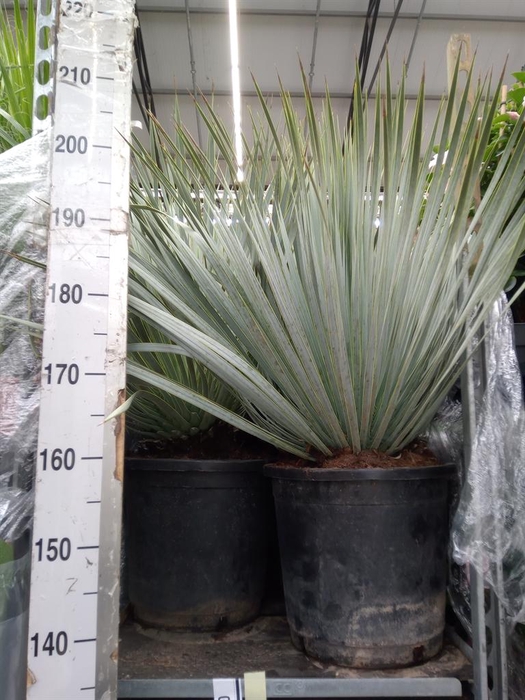 <h4>Yucca rostrata</h4>