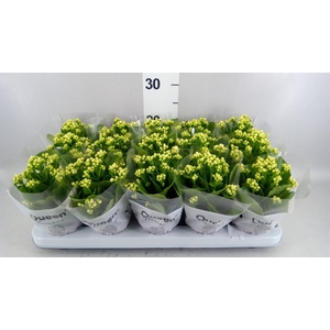 Kalanchoe blos. 'RosFlow Sia'