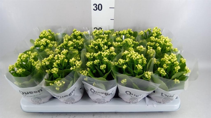 <h4>Kalanchoe blos. 'RosFlow Sia'</h4>