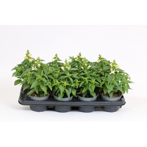 Antirrhinum Majus wit