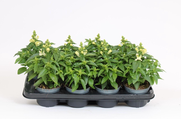 <h4>Antirrhinum Majus wit</h4>