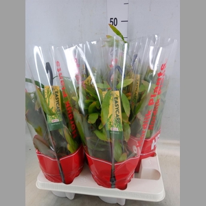 Pseudorhipsalis ramulosa