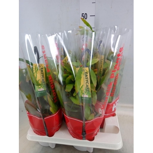 Pseudorhipsalis ramulosa