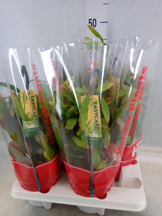 <h4>Pseudorhipsalis ramulosa</h4>